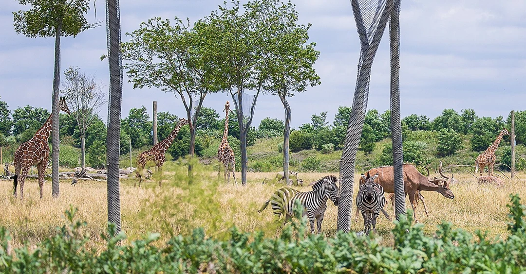 Visit the Zoo